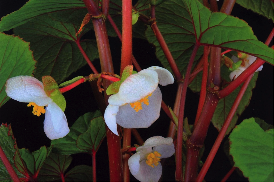 B. lancangensis